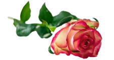 rose-301406_640-removebg-preview (226x120, 40Kb)