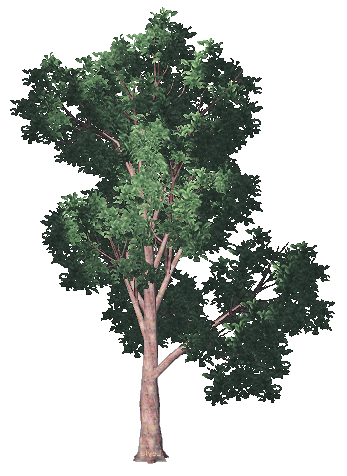 Animation tree. Анимированное дерево. Дерево анимация. Анимированные деревья на прозрачном фоне. Дерево гиф на прозрачном фоне.