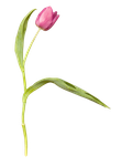 тюльпаны